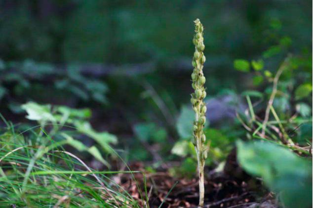 水晶兰被称为死亡之花它有剧毒吗,宁化发现大面积珍稀植物水晶兰