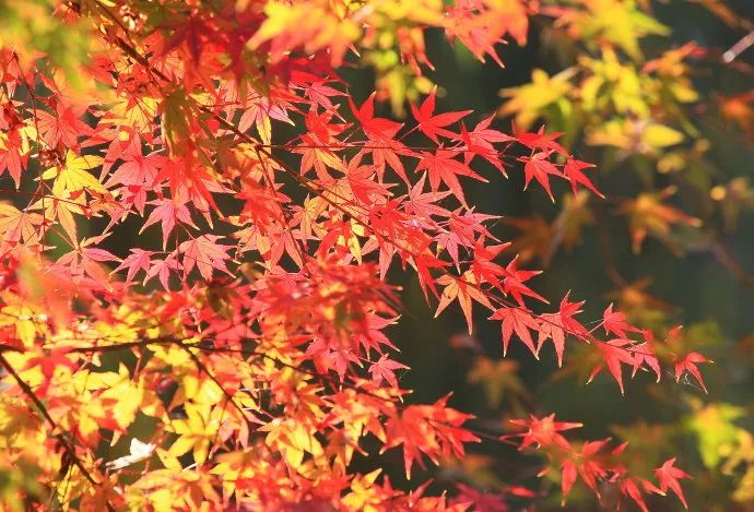 上海厉害了,厉害了上海