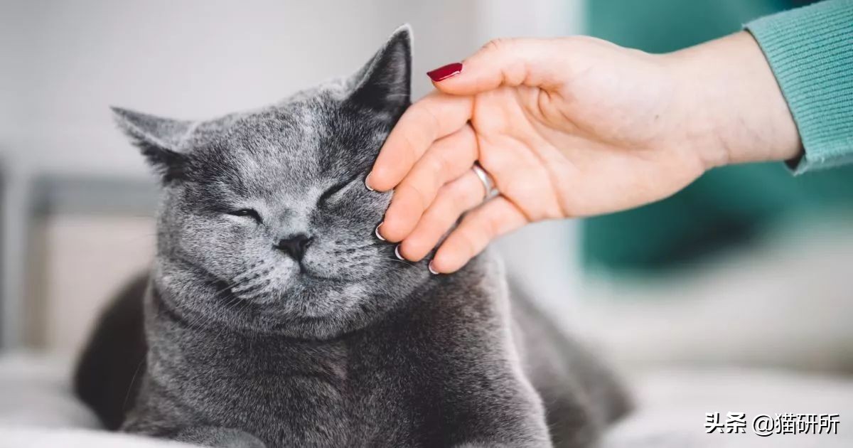 猫咪被家暴怎么走出心理阴影,对猫实施过暴力怎么办