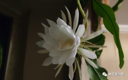 生活养花小妙招,昙花叶片变厚的秘诀