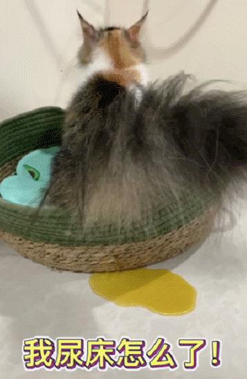 抖音特别能尿床的猫,猫咪尿床发抖音