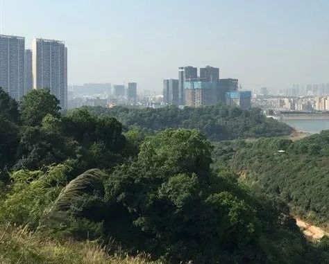 深圳新添大型高颜值公园,深圳最近新开放的公园