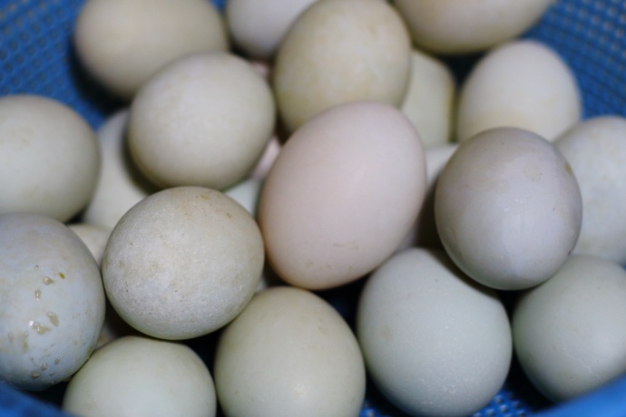 怎么腌鸭蛋又出油又起沙又好吃呢,腌鸭蛋又沙又出油的方法