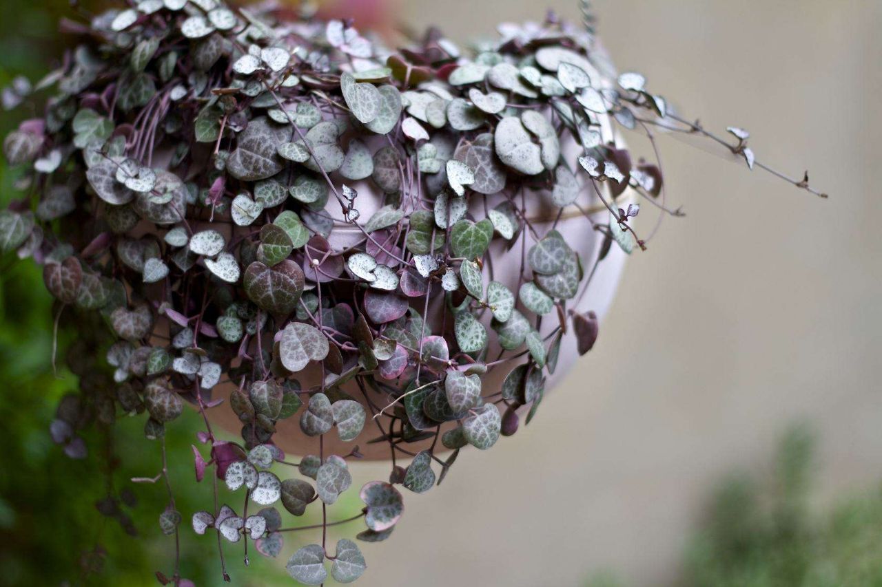 适合挂在阳台上的植物,哪些植物适合在阳台上