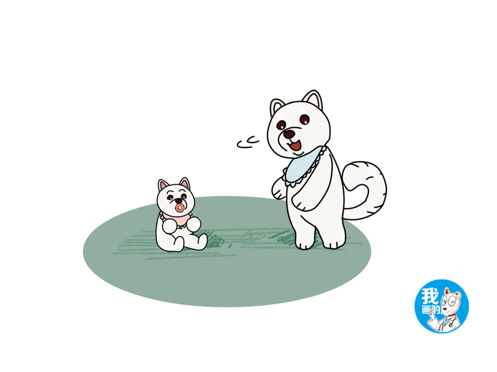 白色柴犬价格贵不贵,白色柴犬有哪些