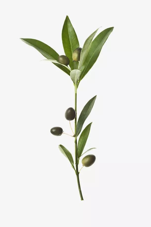 橄榄油美食,橄榄油臻颜精粹