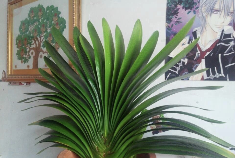 富贵花十大不吉利花,十二种寓意幸福美满富贵吉祥的花