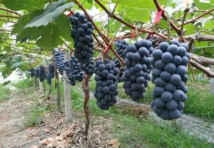 新货新疆无核葡萄干,新疆葡萄干为什么不从本地发货