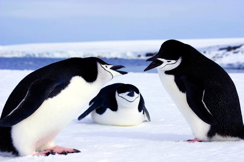 地球妈妈生病了故事,地球变暖冰川融化企鹅