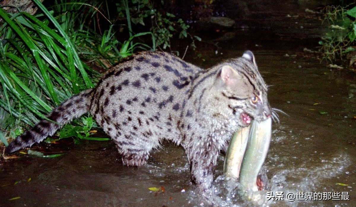 短尾猫才是凶猛的猫科,最凶的猫矮脚猫