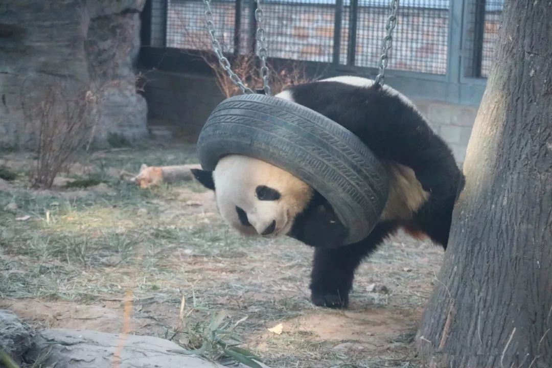 熊猫被绳子吊七个小时没人发现,熊猫被卡轮胎
