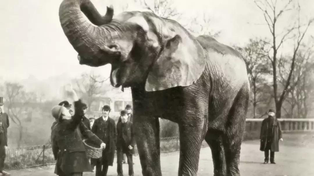 小飞象真实事迹,小飞象哭了全过程