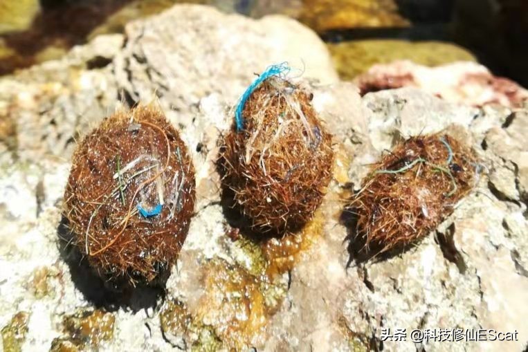 神秘海洋里边的海草怎么修复,神秘海草