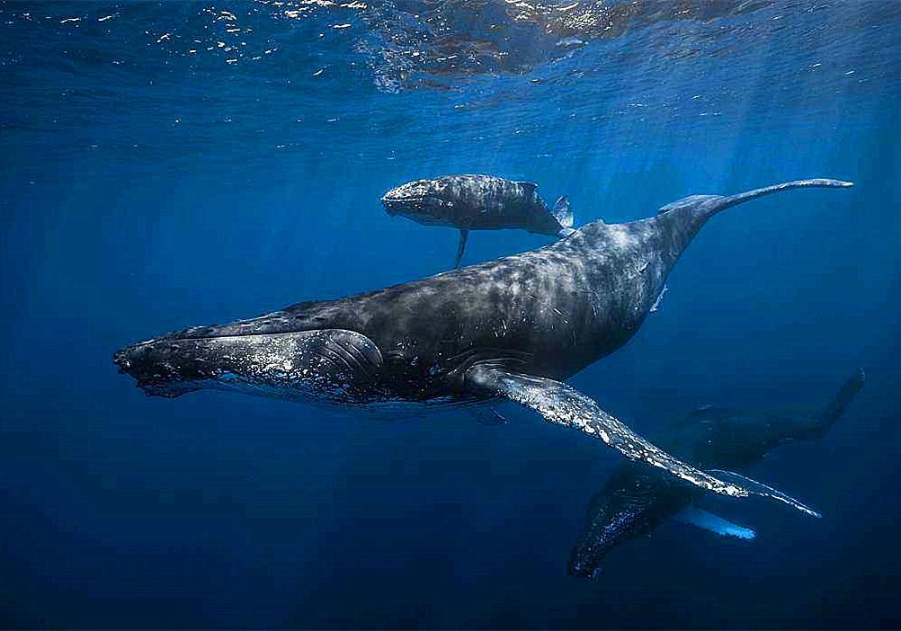 蓝鲸是哺乳动物吗怎么哺乳,鲸哺乳方式