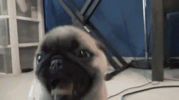 犬文化,犬类科普知识大全