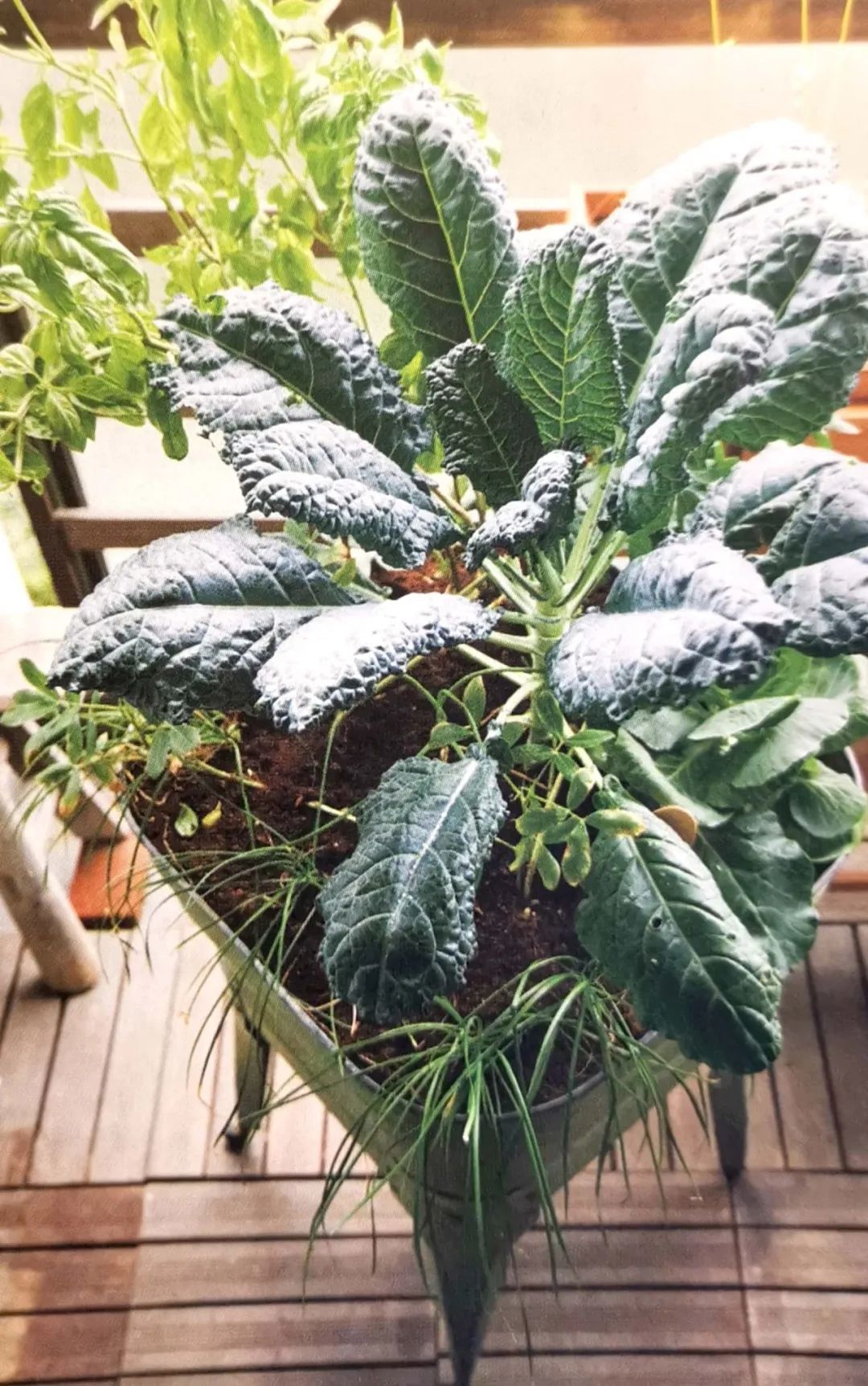 适合阳台盆栽的蔬菜混种搭档，通通收集在此