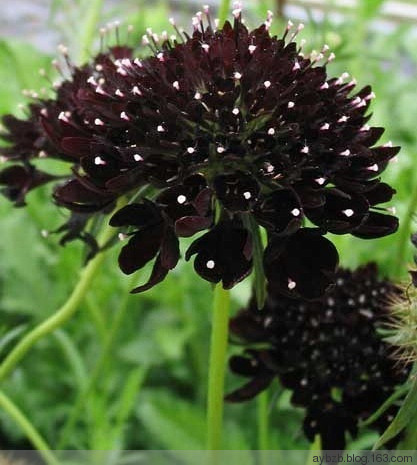 最好记的花名大全,很难得一见的花