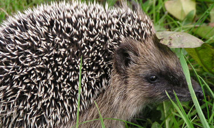 养宠物刺猬要准备什么,养宠物刺猬的注意事项是什么