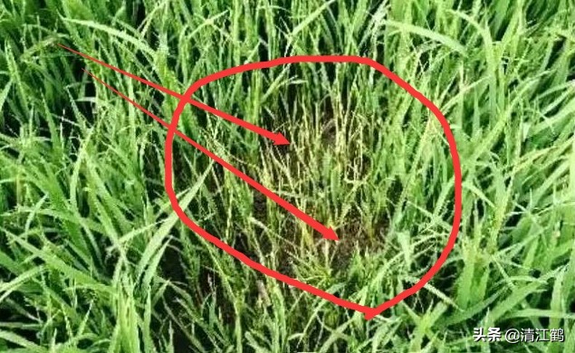 旱育秧为什么出苗不齐,稻苗旱死是什么原因