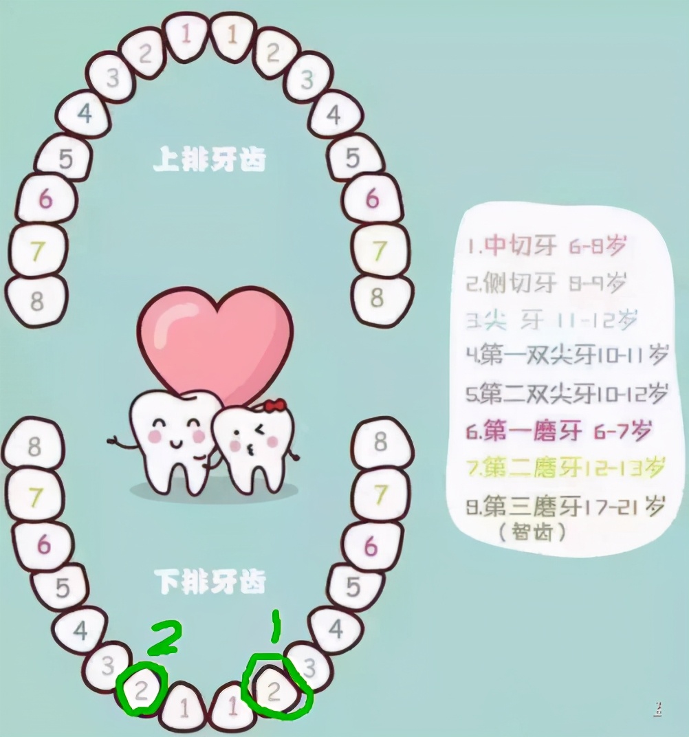 为什么乳牙好换牙就不好了,为什么现在的孩子换的门牙特别大