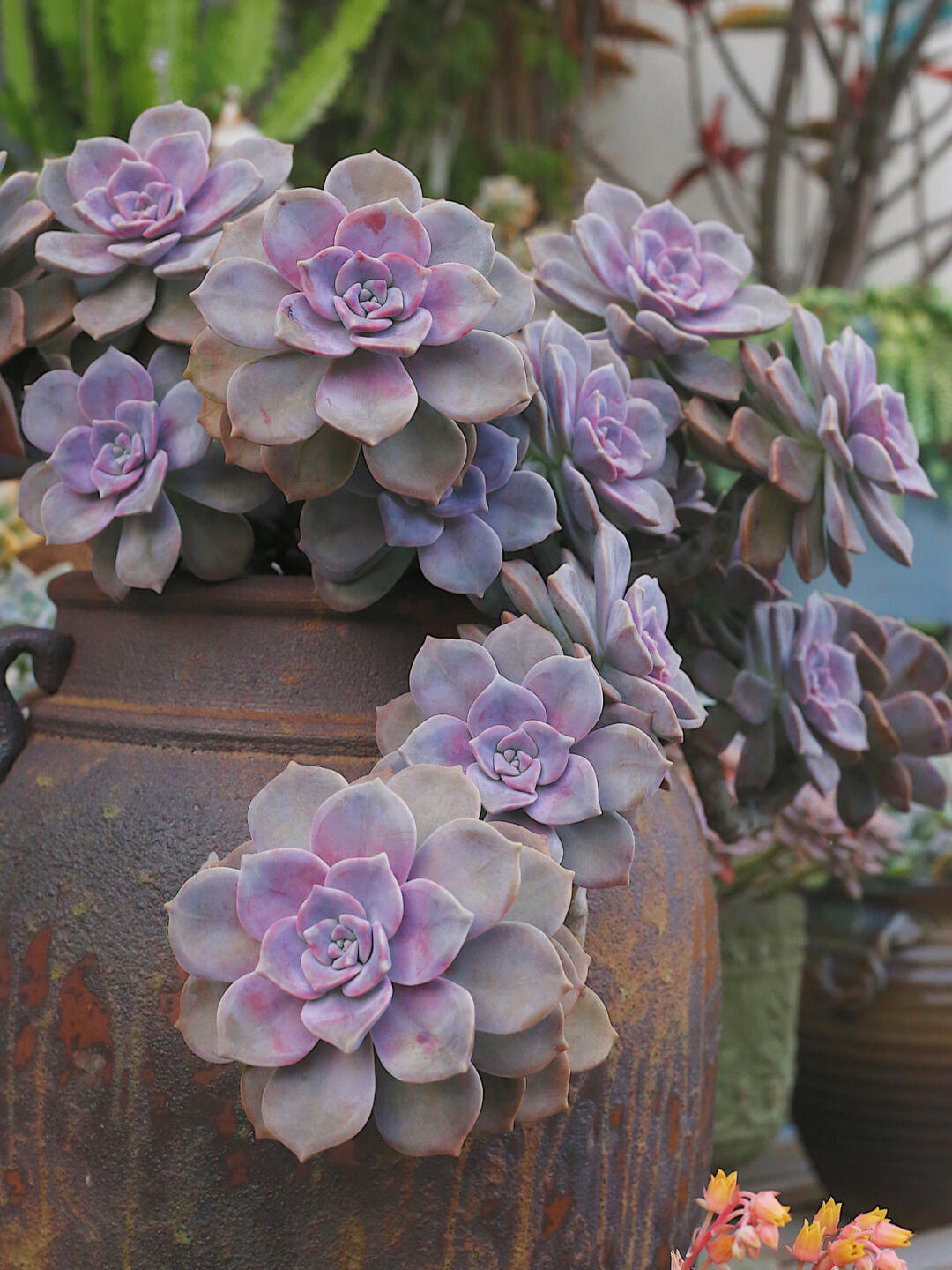 适合做老桩的多肉，才是适合我们普通人的多肉老桩