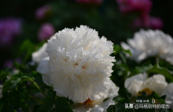 历史悠久的十大名花（海量美图），你选哪个做国花？