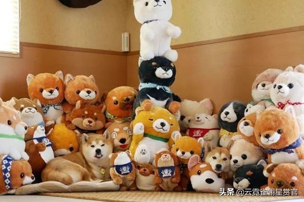 把柴犬放在一堆柴犬玩偶里,日本两只柴犬