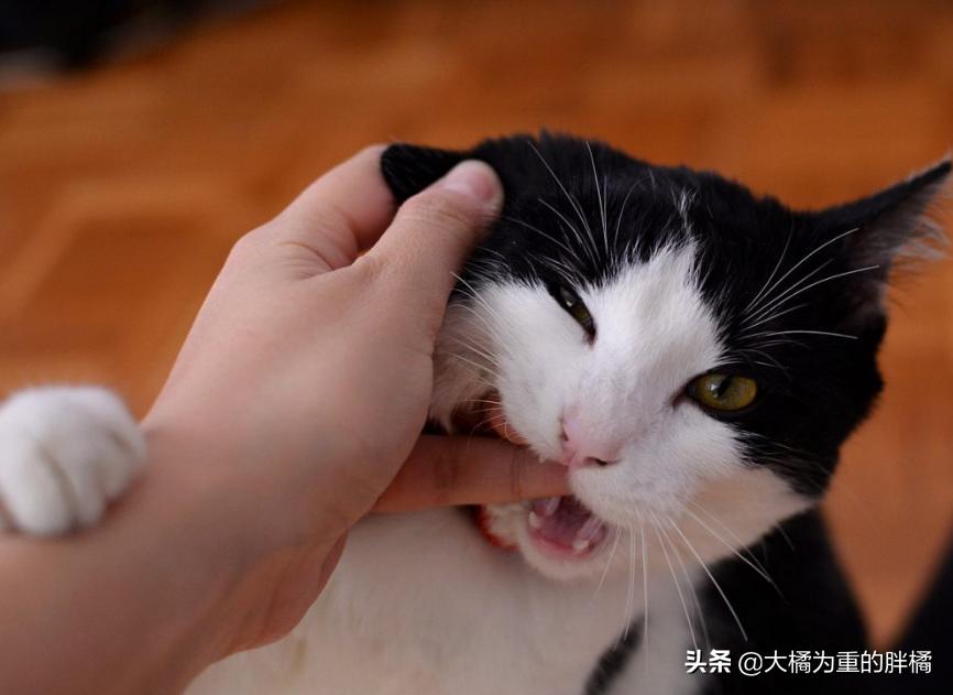 猫咪突然咬你的鞋子很凶,猫咪突然咬你脸