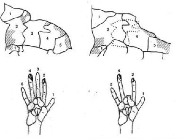 大脑的创造力主要蕴藏在哪里,大脑的自我意识是怎么产生的