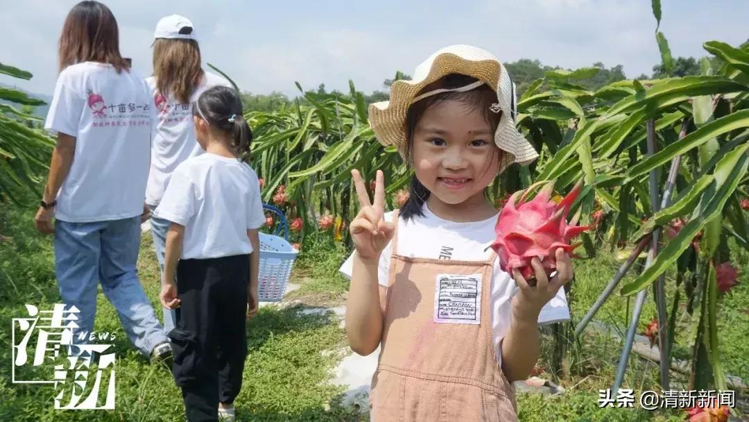 火龙果爆开,红心火龙果大爆单