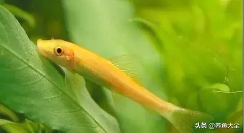 异型鱼饲养指南,异型鱼饲养方法