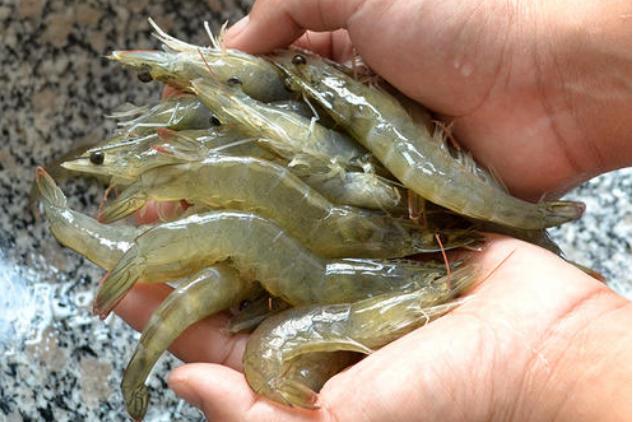 吃了30年的鱼才知道还有这种做法,吃了这么久的虾现在才知道奥秘