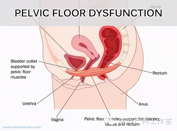 顺产后42天复查建议盆底康复治疗,产后42天复查医生要求做盆底康复