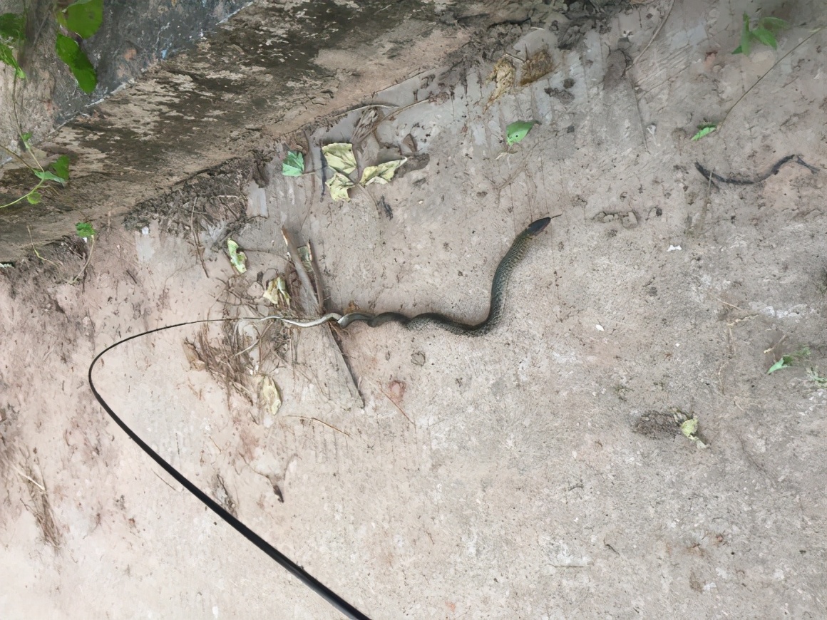 野钓驱蛇防蛇简单方法,水蛇碰到水会怎么样