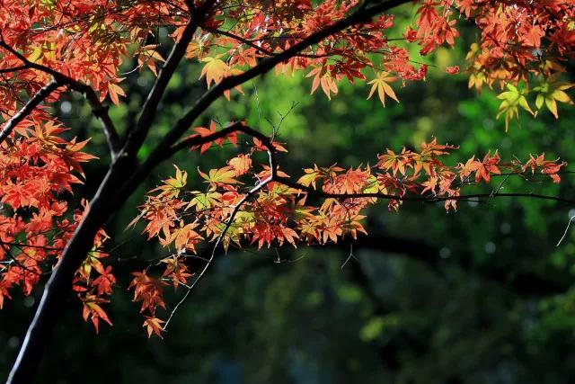 湖南长沙吃喝玩乐,长沙旅游攻略超全三天两晚