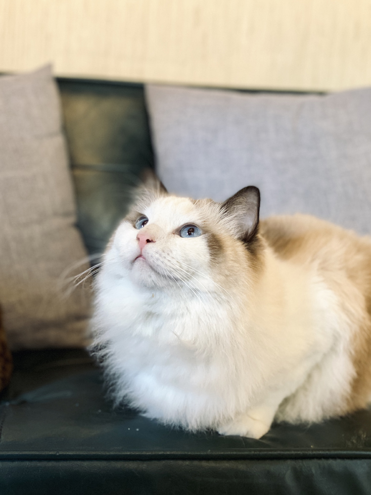 撸动物的网红店顺德,撸小动物的网红店北京世纪金源