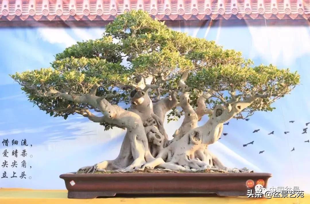 盆景不是一招一式就能完成的,盆景各有各的玩法不用攀比