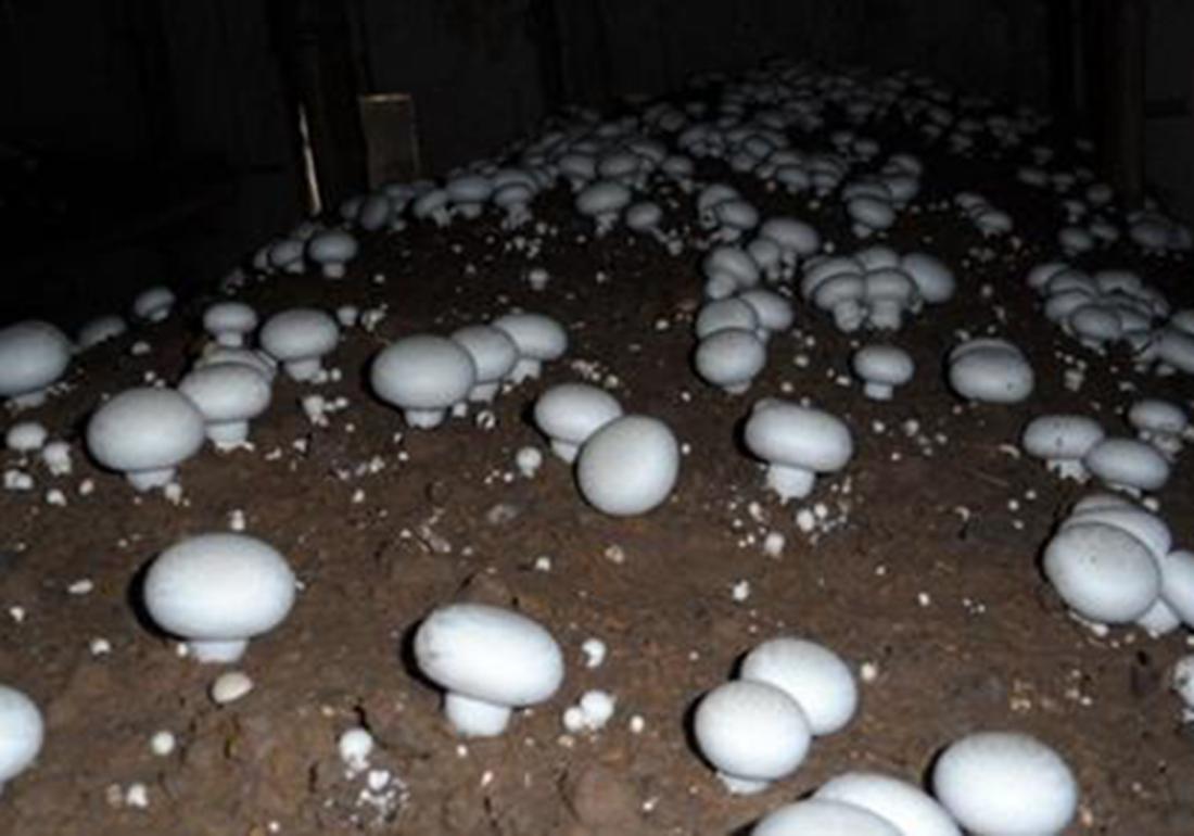 双孢菇怎么栽培种植,双孢菇种植需要什么条件