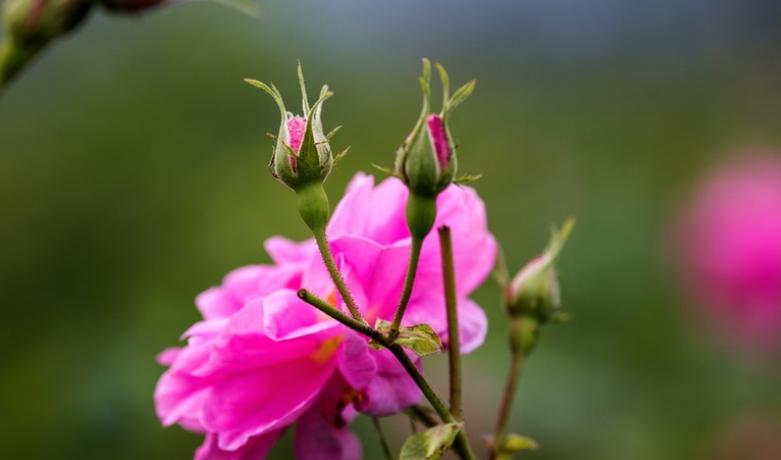 如果你爱上有家庭的男人就放手吧,如果你爱上一个人该怎么做呢