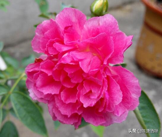 中国月季红色浓香,13种中国红月季让你美个爆