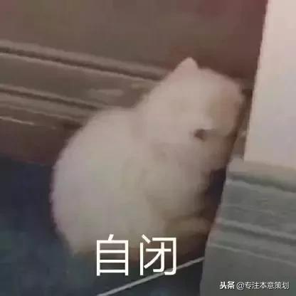 仓鼠没有尾巴,我是一只幸运的小仓鼠