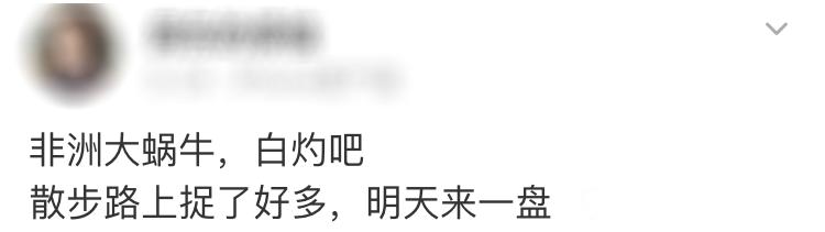 广州近期出现的变异蜗牛,深圳雨后巨型蜗牛