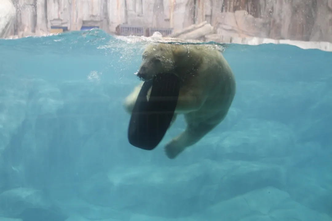 西安带孩子们最值得去的海洋公园,遛娃海洋馆打卡视频