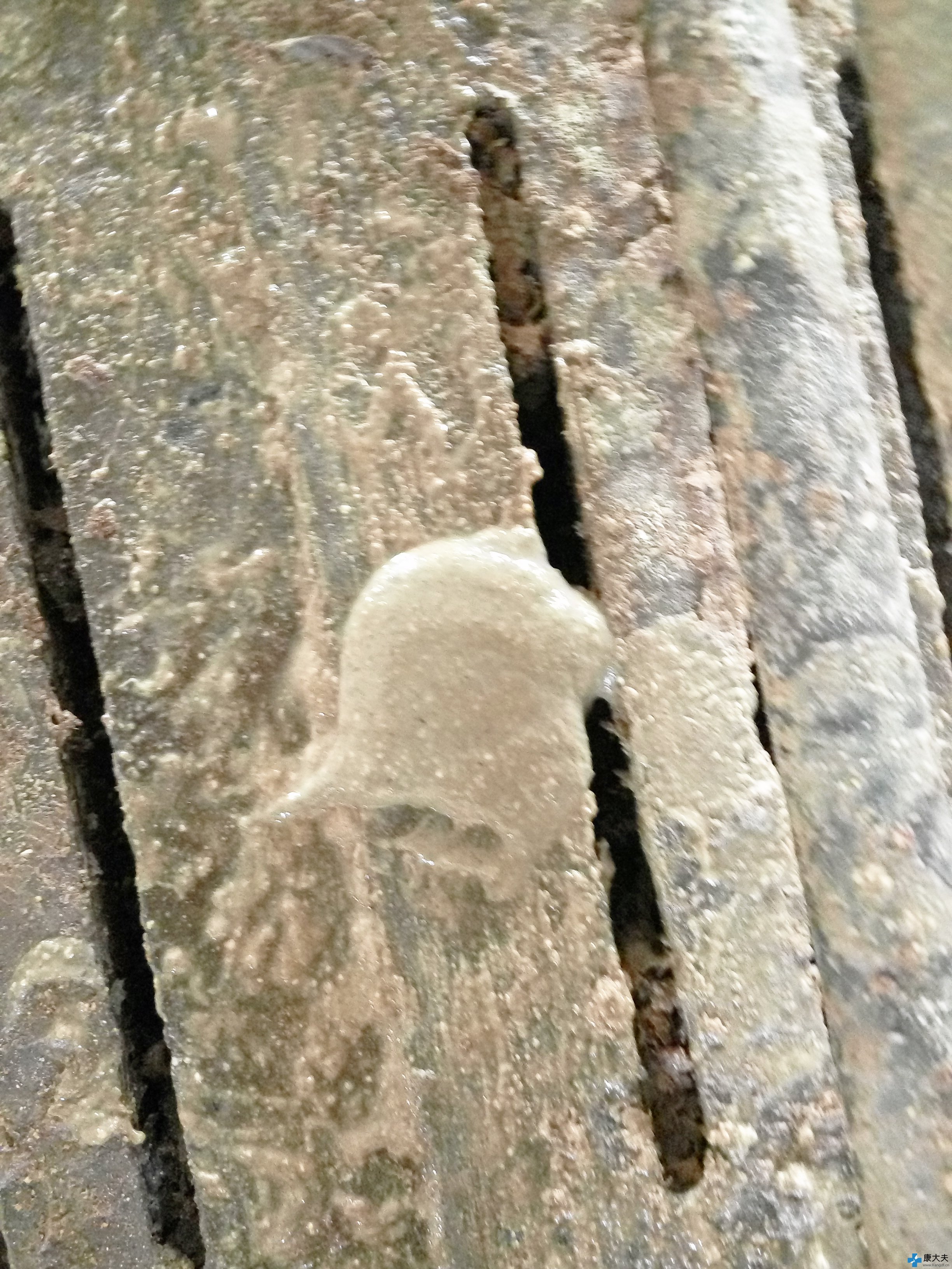 仔猪拉稀有稀粪便还有饲料,仔猪拉水泥颜色粪便怎么治疗