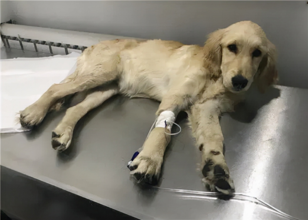 狗狗细小用什么土方法治疗,细小狗狗奄奄一息能救活吗