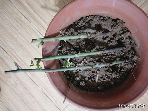 扦插三角梅生根的温度和湿度要求,扦插繁殖多少度温度合适