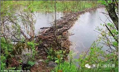 牙齿橡皮障有什么用,牙医为什么能用橡皮障