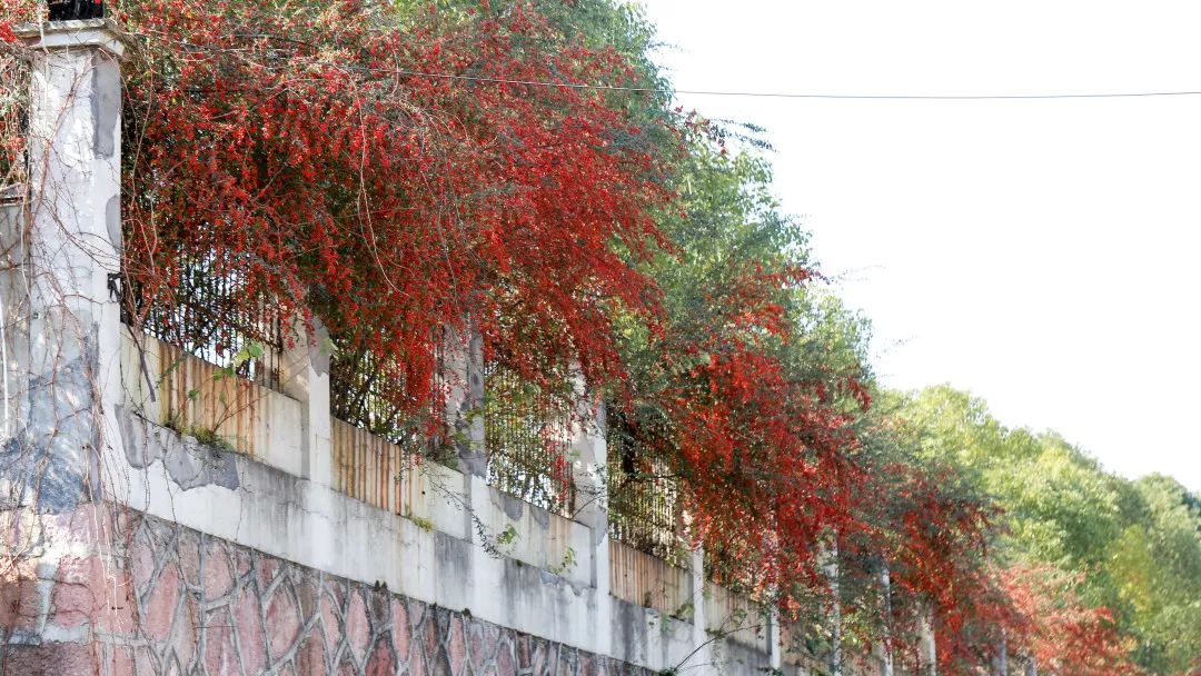 有一种生活叫常山