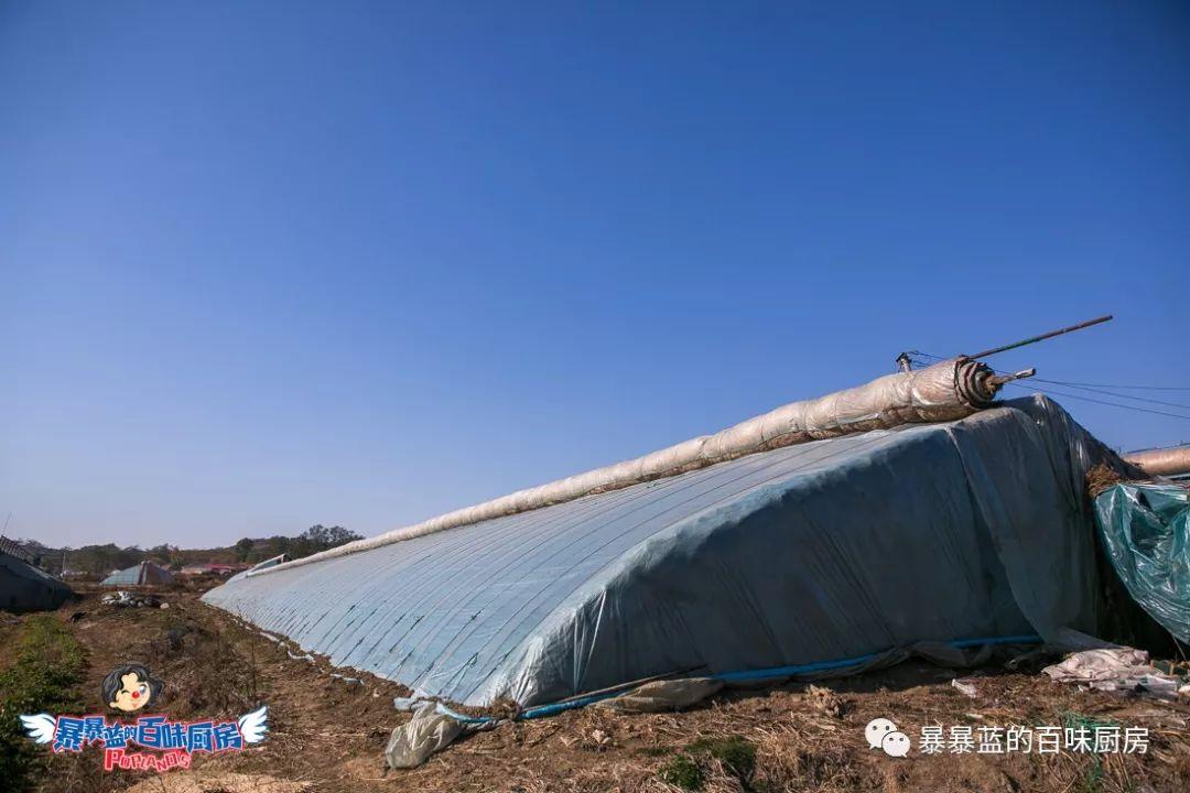 丹东特大久久红草莓,丹东九九大草莓是引进的吗