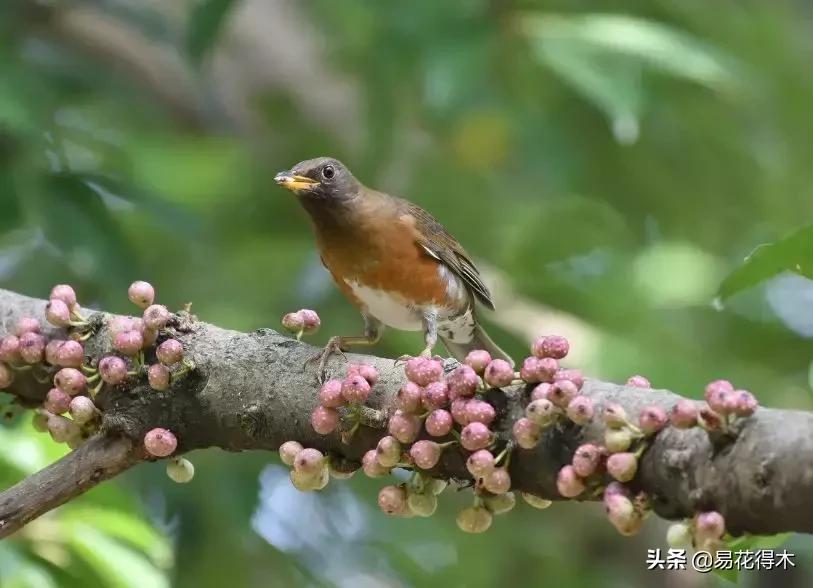 墙角榕树盆景,绝无仅有的榕树盆景